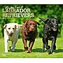 2026 BrownTrout For the Love of Labrador Retrievers 14" x 12" Monthly Wall Calendar (9798330707164)~#|#~ACA2A727-377E-4086-A2C8A886FBDAF9BC_sc7