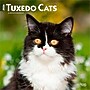 2026 BrownTrout Tuxedo Cats 12" x 12" Monthly Wall Calendar (9798330706068)~#|#~AD15ED2F-9751-49F8-9E656535A5417378_sc7