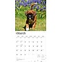 2026 BrownTrout Boxer Puppies 12" x 12" Monthly Wall Calendar (9798330702626)~#|#~AF3601F4-2523-4ABA-AF3C8CF52D147D22_sc7