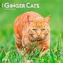 2026 BrownTrout Ginger Cats 12" x 12" Monthly Wall Calendar (9798330703425)~#|#~B2FC0154-0914-4A5E-9DA364DE419524F0_sc7