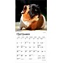 2026 BrownTrout Guinea Pigs 7" x 7" Monthly Wall Calendar (9798330703562)~#|#~B6F47ADC-B0CB-4421-9A70699A6AB4206C_sc7