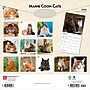 2026 BrownTrout Maine Coon Cats 12" x 12" Monthly Wall Calendar (9798330704460)~#|#~B750F059-B43D-4E3B-9DFD4BDD45E08BF5_sc7