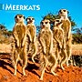 2026 BrownTrout Meerkats 12" x 12" Monthly Wall Calendar (9798330704545)~#|#~B7AE43CE-945C-40E1-88EA5E8F6995C9D9_sc7