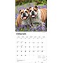 2026 BrownTrout Bulldogs 12" x 12" Monthly Wall Calendar (9798330703210)~#|#~B8807D4C-0FA4-4E32-AEA8B7658D988081_sc7