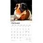 2026 BrownTrout Guinea Pigs 12" x 12" Monthly Wall Calendar (9798330703579)~#|#~BA91B854-6D1C-4AF4-82BF2FB6FA645B85_sc7