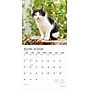 2026 Plato Kitten Cuddles 12" x 12" Monthly Wall Calendar (9798330706792)~#|#~BAAF09A1-08AB-4B13-B9C32E38B18216D9_sc7