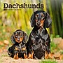 2026 BrownTrout Dachshunds 7" x 7" Monthly Wall Calendar (9798330703111)~#|#~BB777D13-FF65-4D3A-AD0ED9FC6E645D6E_sc7