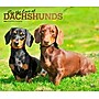2026 BrownTrout For the Love of Dachshunds 14" x 12" Monthly Wall Calendar (9798330707140)~#|#~BBC354BF-334D-450D-8A9C1AEE5B0C7A70_sc7