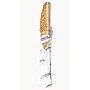 Nonni's Pumpkin Spice Biscotti, 6.88 oz., 8/Box (197419)~#|#~BF1EB952-FF9C-4B78-A57D9939DE7A5333_sc7