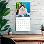 2026 BrownTrout Maine Coon Cats 12" x 12" Monthly Wall Calendar (9798330704460)~#|#~BF2D4E03-4319-4A93-A88B6521B3EE4334_sc7