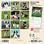 2026 BrownTrout Border Collie Puppies 7" x 7" Monthly Wall Calendar (9798330702534)~#|#~BF4606FC-2941-4792-AD282A304D509569_sc7