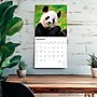 2026 BrownTrout Giant Pandas 12" x 12" Monthly Wall Calendar (9798330703418)~#|#~BF65E74F-B849-49EA-A9067E79CD8B9016_sc7