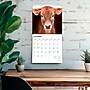 2026 BrownTrout Baby Moo Moos 12" x 12" Monthly Wall Calendar (9798330702282)~#|#~C1AC0217-3AFF-4E13-B43CC4E06A0F4F40_sc7