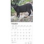 2025 BrownTrout Black Cats 12" x 12" Monthly Wall Calendar (9781975476649)~#|#~C23FC7D3-8091-461B-904B03EFE1AE5A26_sc7
