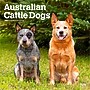 2026 BrownTrout Australian Cattle Dogs 12" x 12" Monthly Wall Calendar (9798330702190)~#|#~C51D6A81-094A-40CB-8B4FBD1CBEE6B83C_sc7