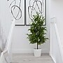 Nearly Natural Artificial Norfolk Pine Tree, 4' (T4708)~#|#~C846A54A-A3D3-4C1E-A06540CD842B98E3_sc7