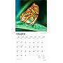 2026 BrownTrout Butterflies 12" x 12" Monthly Wall Calendar (9798330702695)~#|#~C9FE7F99-2448-4618-9E645352BEF48949_sc7