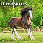 2026 BrownTrout Clydesdales 12" x 12" Monthly Wall Calendar (9798330702954)~#|#~CC82698B-FCAC-4FE7-B8D47B0887079C2E_sc7