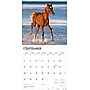 2026 BrownTrout Colts and Fillies 12" x 12" Monthly Wall Calendar (9798330703012)~#|#~CCC75DFB-2E14-4D24-99B58403569CC1F2_sc7