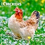 2026 BrownTrout Chickens 12" x 12" Monthly Wall Calendar (9798330702909)~#|#~CDDF17C1-1067-41BA-9F7719A2CA654297_sc7