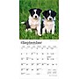 2026 BrownTrout Border Collie Puppies 7" x 7" Monthly Wall Calendar (9798330702534)~#|#~CFF41D06-F808-45EA-83490E307E76306D_sc7