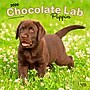 2026 BrownTrout Chocolate Labrador Retriever Puppies 12" x 12" Monthly Wall Calendar (9798330704200)~#|#~D0A7C92D-D950-4F0E-898B521675606872_sc7