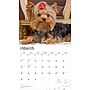 2026 BrownTrout For the Love of Yorkshire Terriers 14" x 12" Monthly Wall Calendar (9798330707188)~#|#~D21A9B9A-5862-4811-9CB5A27F1B1F4A4F_sc7