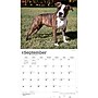 2027 BrownTrout For the Love of American Pit Bull Terriers 14" x 12" Monthly Wall Calendar, Assorted Colors (9798330714759)~#|#~D21CBFF1-28B7-4B94-9198D5B4BD4D51D3_sc7
