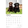 2026 BrownTrout For the Love of Labrador Retrievers 14" x 12" Monthly Wall Calendar (9798330707164)~#|#~D49C37EF-FD67-41EF-B84EAC57B919AC20_sc7