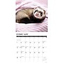 2027 Willow Creek Ferrets  12" x 12" Monthly Wall Calendar (60230)~#|#~D637B3C0-D61E-4ED0-BD74B52105BD6047_sc7