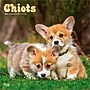2026 BrownTrout Chiots 12" x 12" Monthly Wall Calendar (9798330707386)~#|#~D6C2F723-0025-40AD-AA1E90314E55BF83_sc7