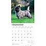 2026 BrownTrout Cairn Terriers 12" x 12" Monthly Wall Calendar (9798330702701)~#|#~D881148B-049D-4C94-A5E890296635D797_sc7