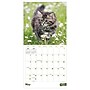 2027 TF Publishing Kittens 12" x 12" Monthly Wall Calendar (27-1013)~#|#~DBDB769B-0C0C-4E57-B853B9D15D4EED0C_sc7