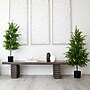 Nearly Natural Artificial Norfolk Pine Tree, 4' (T4708)~#|#~DCA9EF46-26C5-4331-B29FA2C8071EFD34_sc7
