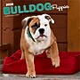 2026 BrownTrout Bulldog Puppies 12" x 12" Monthly Wall Calendar (9798330702664)~#|#~DCD57E82-0625-40F0-ABCF3F25829368E6_sc7