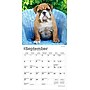 2026 BrownTrout Bulldog Puppies 7" x 7" Monthly Wall Calendar (9798330702657)~#|#~DD2AD932-1434-4BEA-87192C642C75B296_sc7