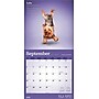 2026 Plato Yoga Puppies 12" x 12" Monthly Wall Calendar (9798330701995)~#|#~DF00FE7E-EB12-470E-82F4BFFDD766732F_sc7
