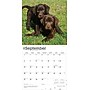 2026 BrownTrout Chocolate Labrador Retriever Puppies 12" x 12" Monthly Wall Calendar (9798330704200)~#|#~E0A62186-3613-4AE7-996CFA20C1E69B35_sc7