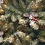 National Tree Company 6.5' Pre-Lit Snowy Dunhill Fir Artificial Christmas Tree (DUF-300-65)~#|#~E3857053-F57C-488A-BEFFDE25D0F1E13E_sc7