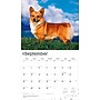 2026 BrownTrout For the Love of Welsh Corgis 14" x 12" Monthly Wall Calendar (9798330707195)~#|#~E63707DD-E02D-4C53-BA21A5D863CCBB26_sc7