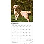 2026 BrownTrout Yellow Labrador Retrievers 12" x 12" Monthly Wall Calendar (9798330704262)~#|#~E801E9E1-1E81-46EE-85D21EEA17EB9D85_sc7