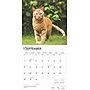 2025 BrownTrout Ginger Cats 12" x 12" Monthly Wall Calendar (9781975477035)~#|#~E9555DF0-45AA-45F1-935C085FE15581C5_sc7