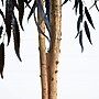 Nearly Natural Artificial Halloween Black Willow Tree, 4' (T5196)~#|#~EB157298-B4EA-44A9-9AC03B1F73DB50B5_sc7