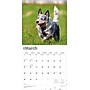 2026 BrownTrout Blue Heelers 12" x 12" Monthly Wall Calendar (9798330702527)~#|#~EB4D2ABF-34D3-4ACD-88475CC45FB7AD08_sc7