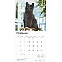 2025 BrownTrout Black Cats 12" x 12" Monthly Wall Calendar (9781975476649)~#|#~EBE3890A-D65A-486D-9DAEFB3BEBE15C20_sc7