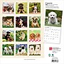 2026 BrownTrout Chiots 12" x 12" Monthly Wall Calendar (9798330707386)~#|#~EE091ACD-B64F-407A-8B52A168ECF2AE98_sc7