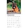 2026 BrownTrout German Shepherds 12" x 12" Monthly Wall Calendar (9798330703388)~#|#~EF130FA3-9243-45FE-A7B9D3A5DE573384_sc7