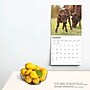 2025 BrownTrout Baby Moo Moos 12" x 12" Monthly Wall Calendar (9781975476588)~#|#~EFB57825-E4F1-4D09-8243C5356B85821A_sc7
