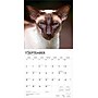 2026 BrownTrout Siamese Cats 12" x 12" Monthly Wall Calendar (9798330705573)~#|#~F45A5F26-A6E7-4B8F-B08CF046DF4E05CE_sc7