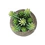 Monarch Specialties Inc. 8" Artificial Succulent Plant in Pot, 2/Set (I 9364)~#|#~F45A8A2B-DF53-407C-AE6A8B8E0F14CFB1_sc7